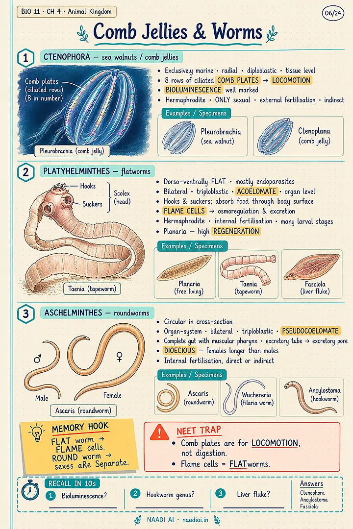 Biology, Animal Kingdom: comb jellies and worms