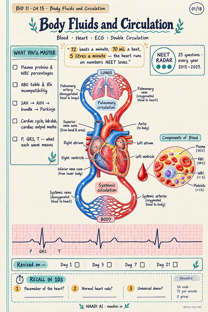 Biology, Body Fluids and Circulation: double circulation through the heart